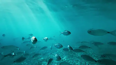 N-am vazut nicaieri in Grecia mai multi pesti ca in Lefkada pe plaja Agiofili ❤️ si am fost in multe locuri.  #greece #lefkada #Summer #paulbudusan #reel #photographer #fotograf #snorkeling #agiofili #underwater #waterworld 