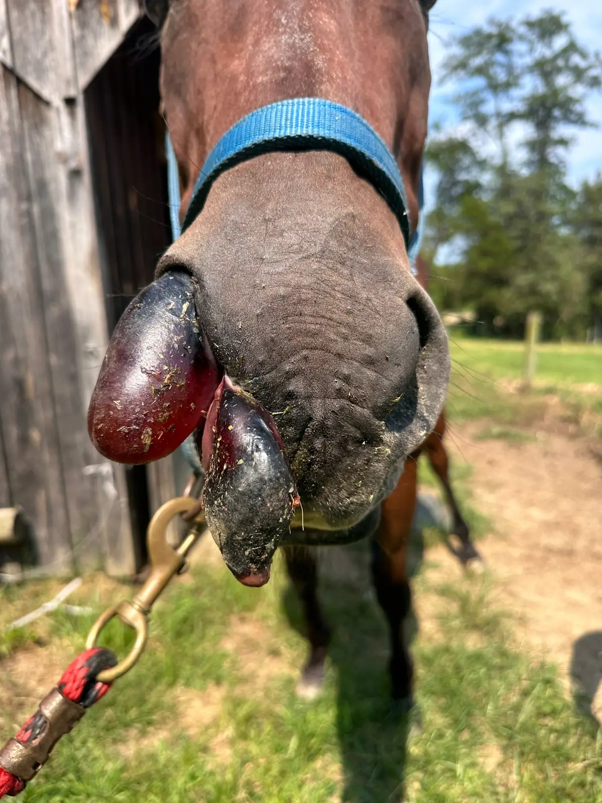 Unfortunately he was a 25 year old gelding and was humanely euthanized  #horse #horseinjury #equinestudies #weirdinjury #veterinarian 
