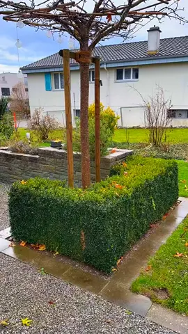 Satisfying Gardening Work 🤩🍀 #garden #gardening #satisfying #cleaning #hedges #viral #asmr #relaxing #fypシ #fyp 