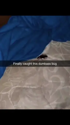 #cockroach #scary #fyp #foryou 