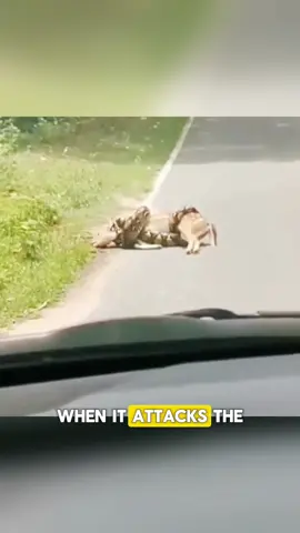 No one expected this to happen when this snake attacked the gazelle. Until this hero suddenly appears and criticizes him.#LearnOnTikTok #snakesoftiktok #foryoupage #usa #truestory #animals #fypage 