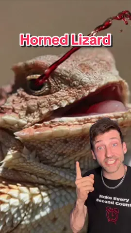 Straight out of a horror movie 👀 #hornedlizard 