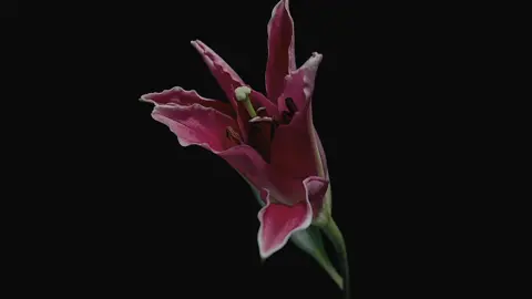 sleep on.. #fyp #viral #edit #foryoupage #flowers 