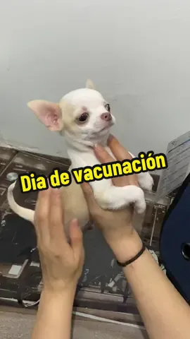 Dia de vacunación 💉  #colitaschihuahua  #vacunas #diadevacunas #dogbb #lovedog #pequeño #corazon #valiente #white #manzana #ojitos 
