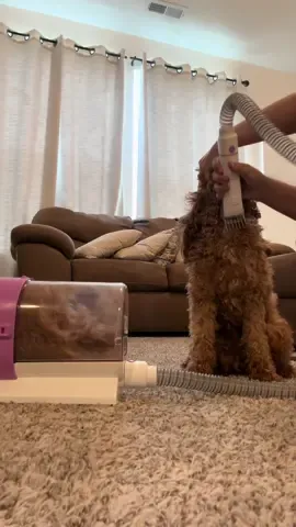 Definitely would recommend anyone to invest in one of these!! #doggroomingathome #doggrommingvacuum #doggromminglife #minugoldendoodle #minigoldendoodlehaircut #dogmattings #trimyourdogsface #vaccumehairclipper #doghairvaccum #doggromming 