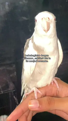 asal dia bahagia 🫵🏻 #fyp #xybca 