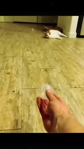 #funny #funnyanimals #funnyvideos #pet #fyp 