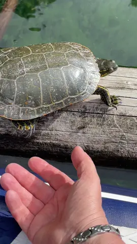👋🐢 me and the #turtle were holding hands #lake #wildlife #nature #Outdoors #turtletok 