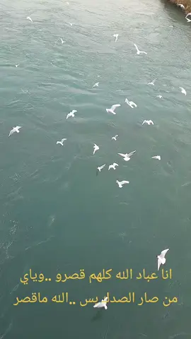 #غابات_الموصل #foryou #CapCut #tiktok #جسرالعتيق 