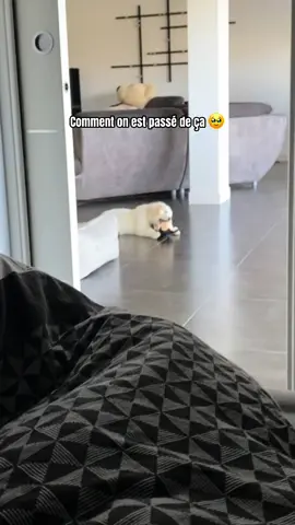 Au secours💀 #fyp #pourtoi #foryou #goldenretriever 