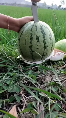 Belah Semangka 🍉🍉🍉  . . . . #tanamanbuahofficial #inspirasitanamanbuah #kontenbuah #trending #reels #fyppppp 