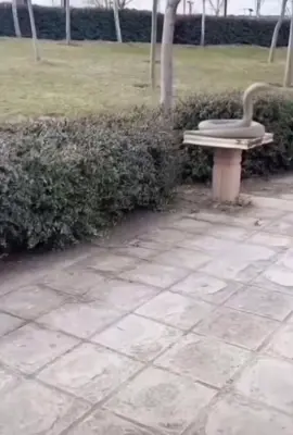 This got me good #statue #jumpscare #sn#snakey#fyppppppppppppppppppppppp