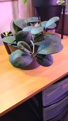 Good morning all. I had to come share this beauty with you all. I'm so proud of this plant. The cam didn't focus on the new growth very well, but you can still see her growth. Hoyas and I don't get along very well. I kept this one in a greenhouse for the entire first year that I had her and just recently took her out. This plant grew from the two larger foliage in the back plus two other pieces that died off. Growing plants from cuttings is an awesome feeling. My first success with a Hoya. Time to wash and repot her. Are you a Hoya head?  #PlantTok #poetikrootz #plantmom #newleafwhodis #hoyaobovata splash