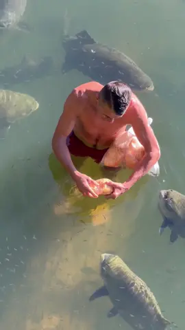 #valdemir  encantador de peixe gigante 