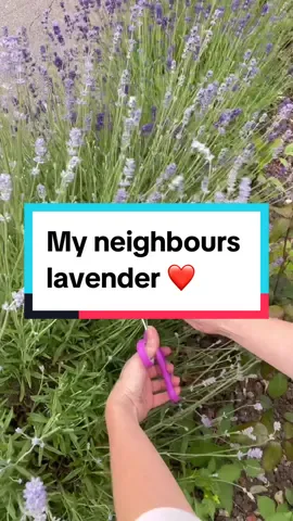 This man is so lovely and I’m going to make him something with the dried lavender  #cutflowergarden #drying #driedflowers #gardentok #homestead #gardening #growyourown #preservation 