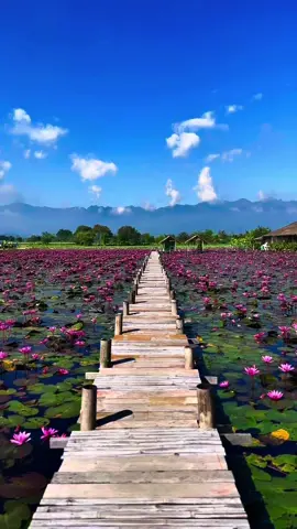 แสงแดดอ่อน ๆ กับดอกบัวบานเต็มสระ สวยงามในทุกมุมมอง 🌞🪷 #สวนบัว #ฝาง #สวยงามตามธรรมชาติ #เช้าที่สดใส #ดอกบัวบาน #ธรรมชาติสวยงาม #เช้านี้ดีจัง #บรรยากาศดี #สดชื่นยามเช้า #สระบัว #TikTokกินเที่ยว 