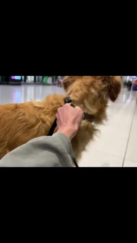 we love an airport reunion 🤍🐾✈️ #dog #reunion #airport 