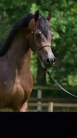 #CapCut صهيل الخيل #horse #horses #horsesoftiktok #عشق_الخيل_ادمان #خيل #خيل_وخياله🐎 #خيل_عربي_اصيل #حصان_عربي_أصيل #فرس #خيل_تصميم #خيل_فخمه🐎 #صهيل_الخيل #fyp #viral #اكسبلورexplore #اكسبلور 