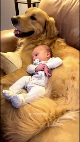 Babies and golden retriever…🥰 Cute babies with dogs videos #baby #dog #fyp 