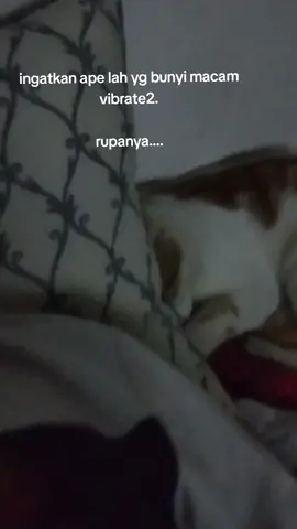 Penat sangat agaknya si Jebat ni. entah apa yg dibuatnya siang tadi malam baru balik rumah.