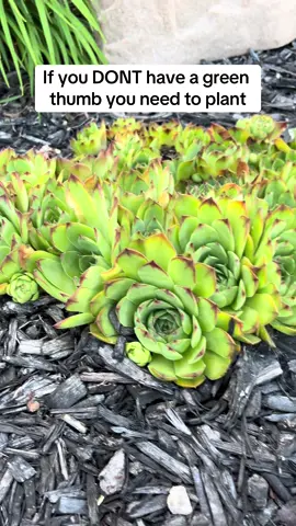 #plants #garden #gardening#greenthumb #landscaping #hensandchicks  Hens and chicks succulents are so easy to grow in your garden or landscaping! This stasted as 2 hens, 4 years ago and has been split apart many times in between!