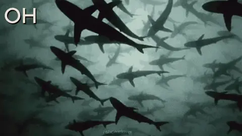 #TUBARAO ; Os três primeiros são meus queridos 😭 #fy #FY #foryou #ashdiluclover #tubarao #shark #angels 