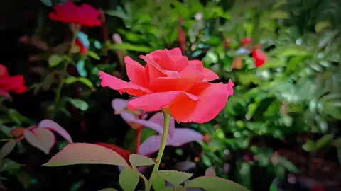 - গোলাপের সাথে কাটানো মূহুর্তটা কেমন ছিলো?🥀💔🖤 . . . . . . . . . . #foryou #foryoupage #team_of_fx #videgraphy #cinematic #edit #viral #tiktok #fyp 