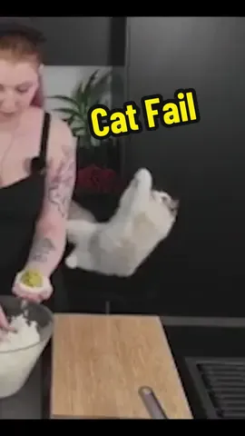 Huch 🫥 Sorry für die Kamera Qualität, die Ansicht war „klein“ im Stream & musste seeehr nah hinzoomen, aber es war zu gut um es nicht zu zeigen 😭❤️ #cat #catfails #cathunting #cooking #onigiri #stream #streamclips #ragdoll