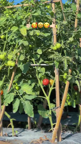 Semangat senin bolo ☀️✊ #tani #petanimuda #petanitomat #petanimilenial #tanicinematic #tomatmahal #petaniindonesia🇮🇩🇮🇩🇮🇩🌿🌿 