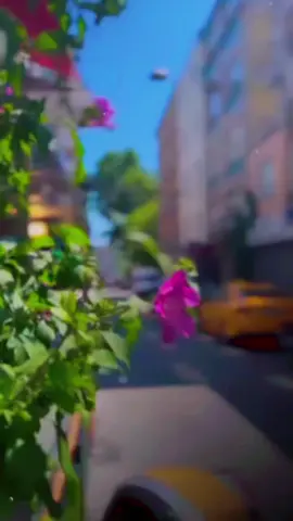 #صباح_الخير #صباحكم_أحلى_صباح #فيروز #صباحيات #فيروزيات #trending #explore #viraltiktok #viralvideo 