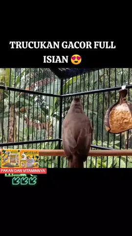 TRUCUKAN GACOR FULL ISIAN MEWAH 😍 #trucukanropel  #trucukangacorfullisian  #trucukanisian   #trucukangacor  #trucukangacorropel  #trucukangacorropelmemanggillawan  #pikattrucukan  #suarapikattrucukan  #pakantrucukan  #vitamintrucukan  #voertrucukan  #burungviral #fypburung #kicaumania #ropelmaniaindonesia 