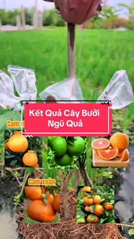 Cây bưởi ngũ quả sau 8 ngày ghép, Ghép 5 loại cam vào gốc bưởi #hienonha 
