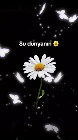 #senkarasevdamm #kalpatışı #sevdam #iyikivarsın #papatya #kelebek #günaydın 