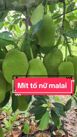 trái quá trái mít tố nữ malai 😄  #trungtamcaygiong #caygiongchatluongcao #mittonu #mitmalai #mit 