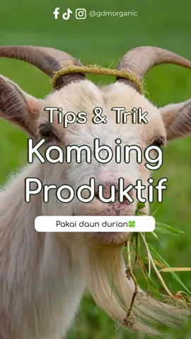Ternyata daun durian bisa untuk menggemukan kambing loh! 😱 Selain daun durian ternyata mentimun juga bisa untuk pakan kambing. Kunci utama dalam menggemukan kambing adalah pemberian pakan yang tepat dan juga pemberian suplemen vitamin ternak. Mau tau suplemennya apa? Jangan lupa follow semua sosial media kami agar tidak ketinggalan berita seputar agribisnis Layanan Informasi Pelanggan, Tanya Produk dan Konsultasi bisa melalui DM ya 🥰 #Kambing#kambingqurban#peternakankambing#gdmorganik#suplemenorganik#socgdm#suplemenhewan#suplementernak