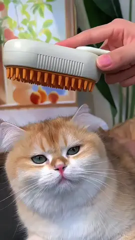 Pet comb!#cat #fyp #foryou #foryoupage #top #tiktok #pet 