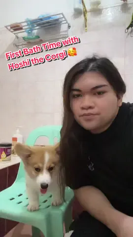 First Bath Time with Hoshi the Corgi 🥰 #corgi #virtualassistant #corgisoftiktok #corgipuppy #corgis #dogsoftiktok #dog #bathtime #hoshi #fyp 
