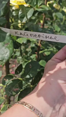 Сорт Кайпірінья 