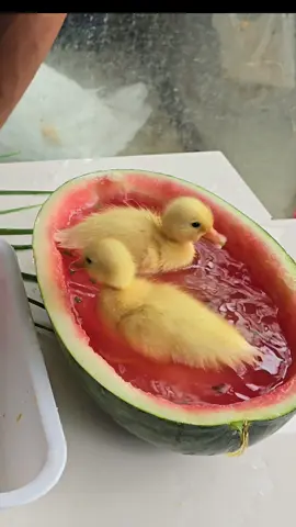 ducks funny