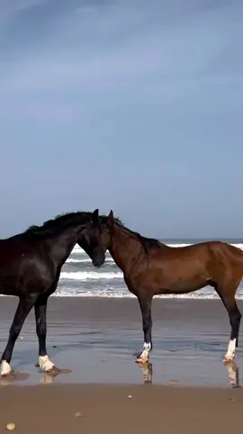 Horses Galloping Along the Beach #horses #galloping #beach #sea #waves #happy #friends #BestFriends #Love #share #fyp #foryou