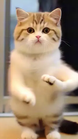 #cute #cat #dance #viral #foryoupage #petdance 