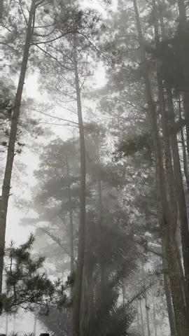 lagu minang the best  #fyp #viral #laguminang 