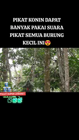 PIKAT KOLIBRI NINJA DAPAT BANYAK PAKAI SUARA PIKAT SEMUA BURUNG KECIL INI #pikatkonin  #pikatkolibrininja  #suarapikatkonin  #suarapikatkolibri  #suarapikatburung  #suarapikatsemuajenisburung  #pikatburungliar  #pikatburunghutan  #piaktburungkebon  #suarapikatburungkecil  #pikatburungyangsusahturun  #suarapikatsemuaburung  #suarapikatkutilangribut  #pikatmania  #kicaumaniaindonesia 