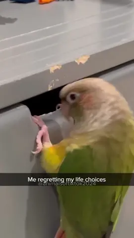 Part 21 | Funny bird videos! #funnybirds #funnypets #funnyanimals #animalsoftiktok 