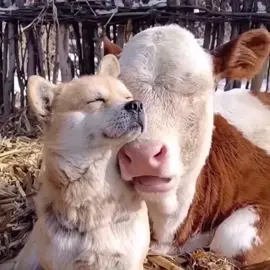 Unlikely Best Friends: Dog and Cow Bonding Moments! 😊🐶🐄 #BestFriends #DogAndCow #AnimalFriendship #CuteAnimals #UnlikelyFriends #FarmLife #AdorableMoments #ViralPets #Heartwarming #TikTokAnimals