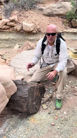 Fossil petrified log sticking out of cliff #fossil #history @Thoren Bradley 