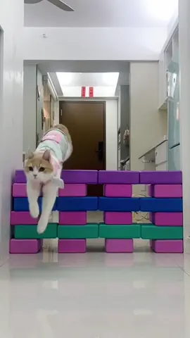 #foryou #cat #catlover #petlover #catsoftiktok #cattoks #catstiktok  #foryoupage #petsupplies #cat #cute #sweet #haha #funny #clever #lmao #fypシ゚ 