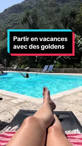 Partir en vacances avec des goldens c’est le divertissement garanti #vacances #golden #chat 