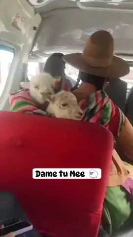 Las ovejas mas graciosas 😂😂#viral #oveja #videos #videosvirales 