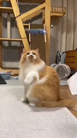 cat fails 🤣 #cat #catvideo #funnycat 